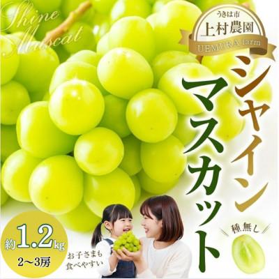 ふるさと納税 うきは市 [7月中旬〜8月中旬発送予定] 上村農園 シャインマスカット 2〜3房 (約1.2kg)