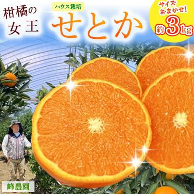 ふるさと納税 太良町 峰農園のハウスせとか 約3kg (サイズおまかせ)[O169x2]