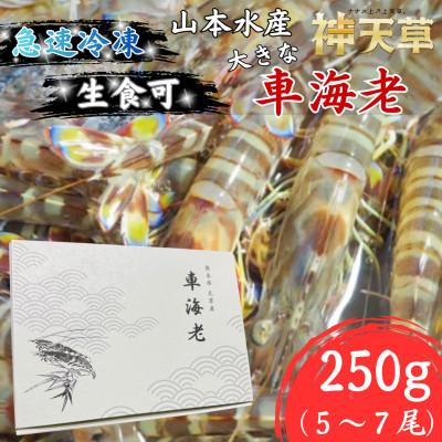 ふるさと納税 上天草市 [先行受付]生食可!急速冷凍 大きな車海老 約250g(5尾〜7尾)[山本水産]