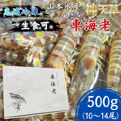 ふるさと納税 上天草市 【先行受付】生食可!急速冷凍 大きな車海老 約