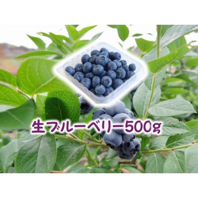 ふるさと納税 山鹿市 大粒 生果実ブルーベリー 約500g(約250g×2pc)