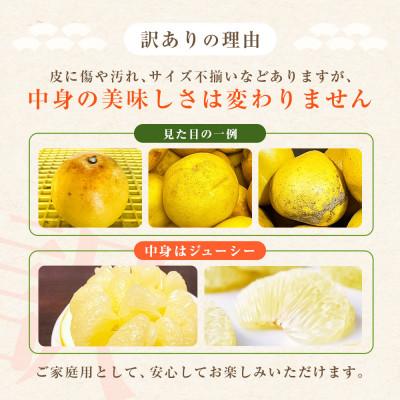 ふるさと納税 芸西村 【数量限定】訳あり 土佐文旦 家庭用 (M〜5L混合サイズ) 約10kg 大玉入り【TSM004】 |  | 02