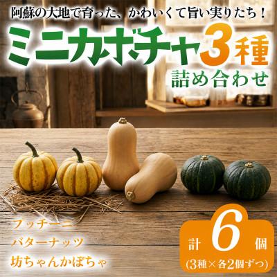 ふるさと納税 阿蘇市 阿蘇産ミニカボチャ詰め合わせ (バターナッツ/プッチーニ/坊ちゃん) 3種×各2個 計6個