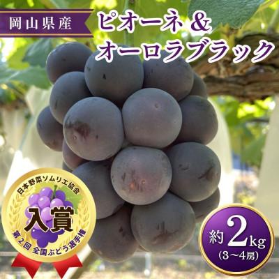 ふるさと納税 高梁市 [2026年発送]ピオーネ&amp;オーロラブラック セット 3〜4房 約2kg