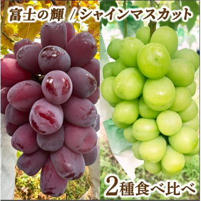 ふるさと納税 大木町 福岡県大木町産シャインマスカット&amp;富士の輝 贅沢食べ比べセット(1房ずつ)