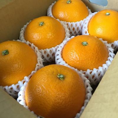 ふるさと納税 那智勝浦町 [2027年1月より順次発送]和歌山産 八朔 6玉×2箱 L〜2Lサイズ[まごころ手選別]