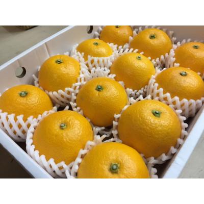 ふるさと納税 那智勝浦町 [2027年1月より順次発送]和歌山産 八朔 化粧箱 12玉 Mサイズ[まごころ手選別]