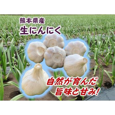 ふるさと納税 山鹿市 [先行予約]生にんにく1kg(1kg×1袋)