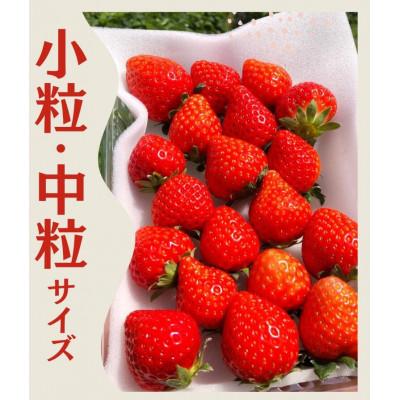 ふるさと納税 南伊豆町 いちご(小粒中粒サイズ)(約230g×4パック) [2027年発送]