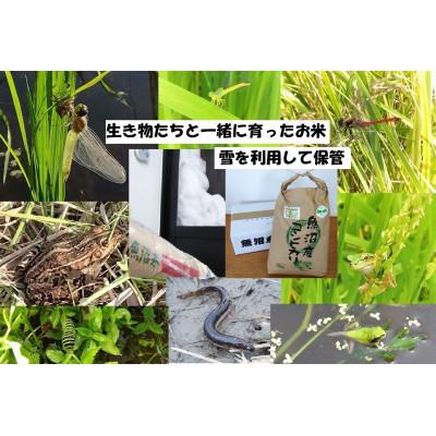 ふるさと納税 魚沼市 魚沼ブランド・精米5kg[栽培期間中農薬化学肥料不使用・生態系保全・再エネ]魚沼コシヒカリ