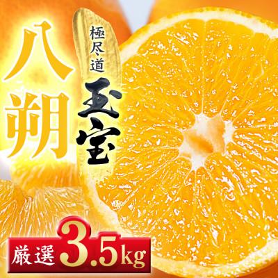 ふるさと納税 八幡浜市 [凛とした苦み]クセになる旨み[八朔]3.5kg 愛媛県産[64-102]