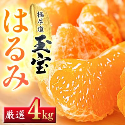 ふるさと納税 八幡浜市 [果粒の旨み]ぷちぷち食感[はるみ]4kg 愛媛県産[64-99]