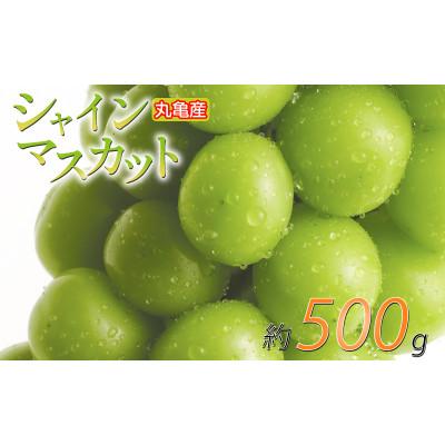 ふるさと納税 丸亀市 先行受付 シャインマスカット 約500g 1房 発送:8月下旬〜