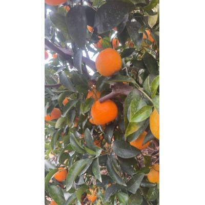 ふるさと納税 日高川町 香りが弾ける!濃厚な甘みの熟成ポンカン　サイズ混合約10kg/和歌山県日高川町【マルツネ農園】 |  | 01