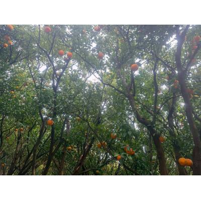 ふるさと納税 日高川町 香りが弾ける!濃厚な甘みの熟成ポンカン　サイズ混合約10kg/和歌山県日高川町【マルツネ農園】 |  | 02