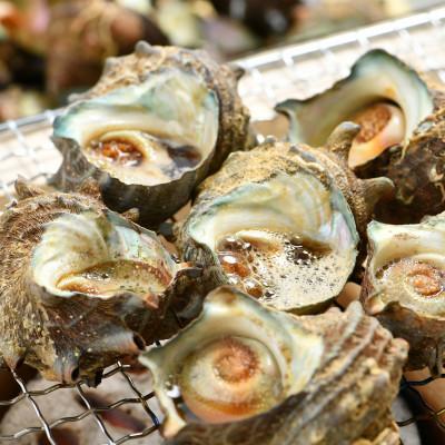 ふるさと納税 越前町 【越前海岸・美味直送シリーズ】急速冷凍サザエ　500g×6パック |  | 01