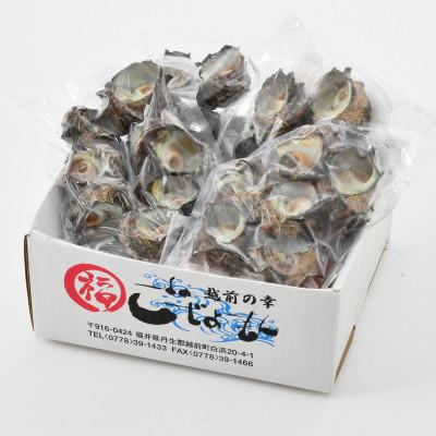 ふるさと納税 越前町 【越前海岸・美味直送シリーズ】急速冷凍サザエ　500g×6パック |  | 02