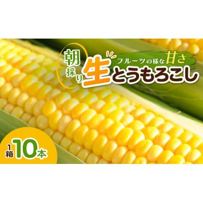 ふるさと納税 新潟市 とうもろこし 10本/箱 朝採