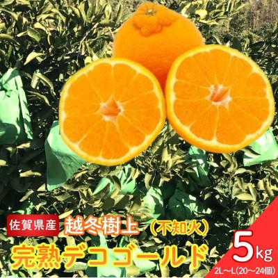 ふるさと納税 太良町 越冬樹上完熟デコゴールド(不知火)5kg[N53x1]
