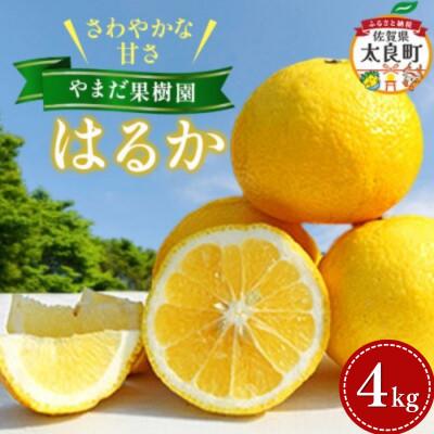 ふるさと納税 太良町 やまだ果樹園のはるか 4kg[MA12x1]
