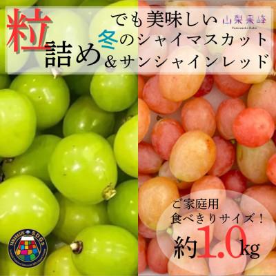 ふるさと納税 山梨市 ★2026年度発送 SDGs 粒詰め 冬のシャインマスカット&amp;サンシャインレッド 1kg相当