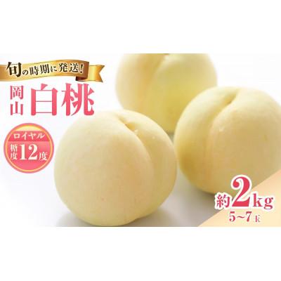 ふるさと納税 高梁市 [2027年発送]白桃 ロイヤル 約2kg 岡山県産