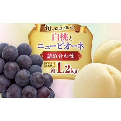 ふるさと納税 高梁市 [2026年発送分 先行受付]岡山県産 白桃とニューピオーネのセット