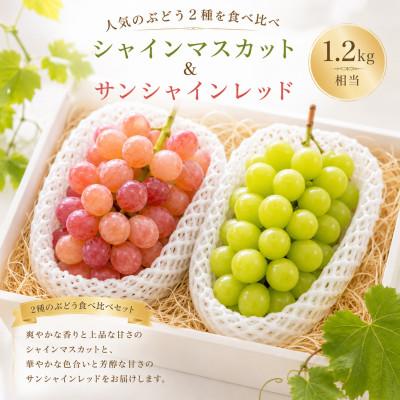 ふるさと納税 山梨市 [2026年度発送]シャインマスカット&amp;サンシャインレッド1.2kg相当