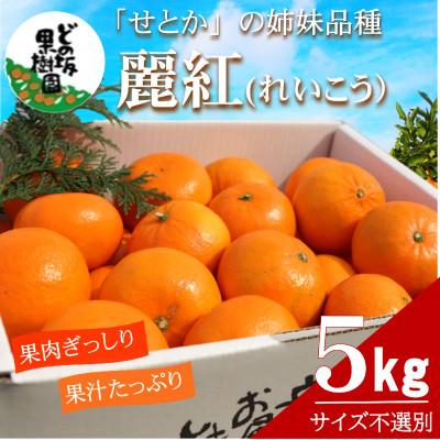 ふるさと納税 日高町 「濃厚柑橘」せとかの姉妹品種「麗紅(れいこう)」 約5kg(サイズ不選別)[2027年2月以降発送]