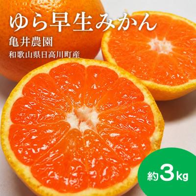ふるさと納税 日高川町 [樹上完熟]甘みとコクがはじける!日高川の恵み「ゆら早生みかん」 サイズ混合 約3kg