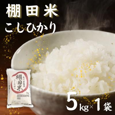 ふるさと納税 七尾市 [令和7年産]棚田米コシヒカリ5kg (5kg×1袋)