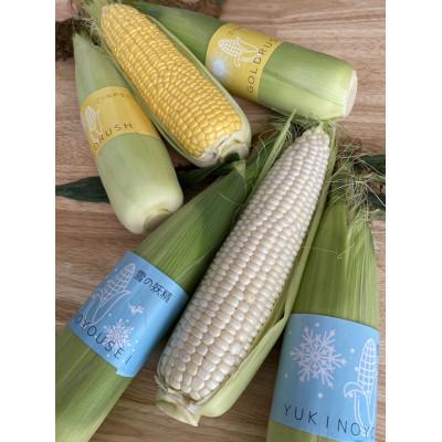 ふるさと納税 網走市 [北海道網走市]夜明け前とうもろこし食べ比べ 2種×各5本 計10本(4.25kg前後)