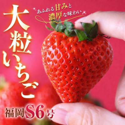 ふるさと納税 南伊豆町 完熟いちご 福岡S6号 280g×2パック(DXパック)[2027年発送]