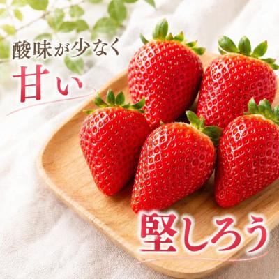ふるさと納税 南伊豆町 完熟いちご 堅しろう 280g×2パック(DXパック)[2027年発送]