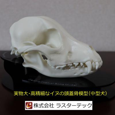 ふるさと納税 羽村市 イヌの頭蓋骨模型(中型犬)