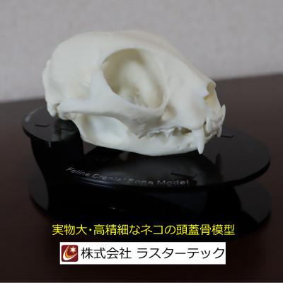 ふるさと納税 羽村市 ネコの頭蓋骨模型