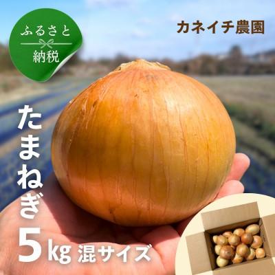ふるさと納税 河内長野市 玉ねぎ 5kg サイズ混合[カネイチ農園]