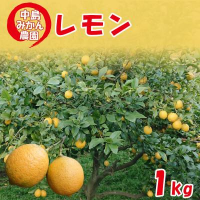 ふるさと納税 松山市 [冷蔵]中島みかん農園 家庭用 レモン 約1kg