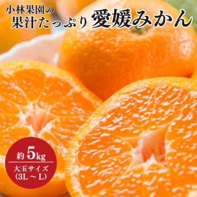 ふるさと納税 八幡浜市 小林果園の果汁たっぷり愛媛温州みかん(約5kg・3L〜Lサイズ)[24-41]