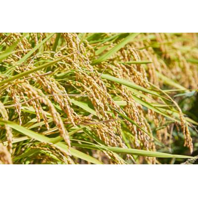 ふるさと納税 川西町 先行予約 令和8年産　山形県産 つや姫　無洗米4kg(2kg×2袋) |  | 02