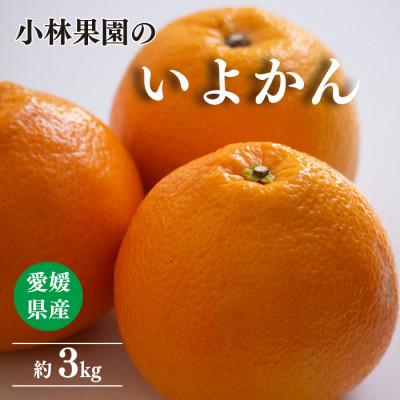 ふるさと納税 八幡浜市 小林果園の宮内いよかん(約3kg)[24-42]