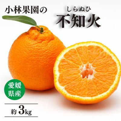 ふるさと納税 八幡浜市 小林果園の不知火(約3kg)[24-44]