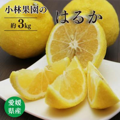 ふるさと納税 八幡浜市 小林果園のはるか(約3kg)[24-45]