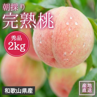 ふるさと納税 高野町 [2026年7月より順次発送]森本農園の桃 贈答用 2kg