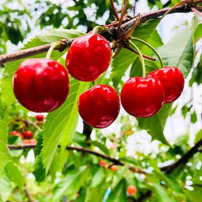 ふるさと納税 中山町 【令和9年産先行受付】山形県中山町産「紅秀峰」秀品　Lサイズ以上　約800g(200g×4P) |  | 02