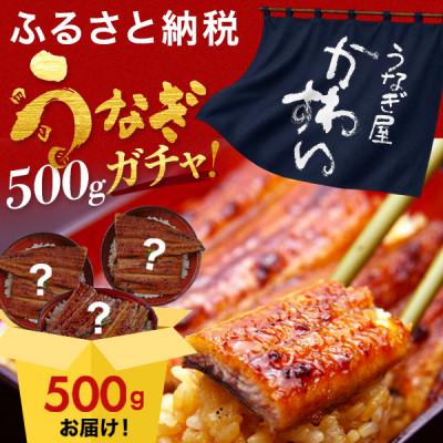 ふるさと納税 有田市 国産うなぎガチャ福袋!国産うなぎが500g入り