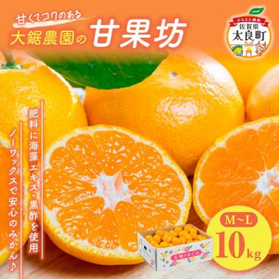 ふるさと納税 太良町 大鋸農園の甘果坊 10kg みかん[N44×1]