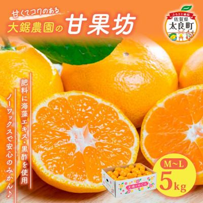 ふるさと納税 太良町 大鋸農園の甘果坊 5kg みかん[LB7×1]