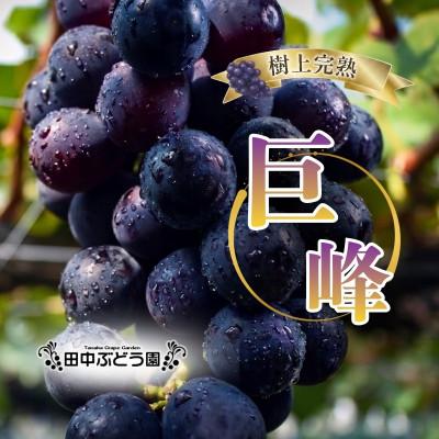 ふるさと納税 河内長野市 厳選 巨峰 約2.0kg(4〜5房) 詰め合わせ 大粒の種なしぶどうを朝採りでお届けします。