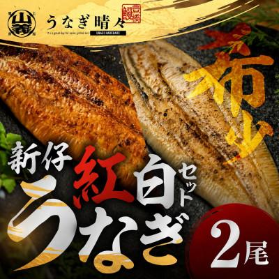 ふるさと納税 豊橋市 『うなぎ晴々』希少な若うなぎ 紅白セット2尾(蒲焼1尾・白焼1尾) 豊橋産 鰻 養殖場直送 食べ比べ
